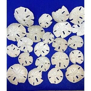 Sand Dollars- imperfect lot - (20+) nice, nautical, beach, decor, crafting